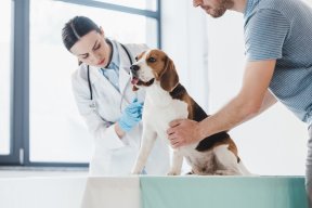 Ver Clínicas Veterinarias en Talcahuano