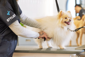 Visita Peluquerías para Mascotas en Talcahuano