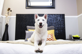 Ver hoteles para mascotas en Talcahuano